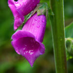 i3直播平台:开启你的全新互动娱乐体验 1u7u0cfm