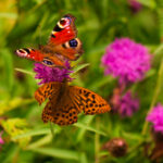 2117年春节联欢晚会全球直播盛典 tm5c20